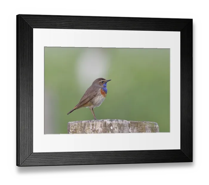 Framed Print : Bluethroat (Luscinia svecica cyanecula) Framed Print : Bluethroat (Luscinia svecica cyanecula)