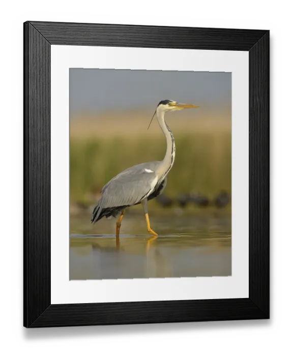 Framed Print : Grey Heron (Ardea cinerea), adult bird foraging for food