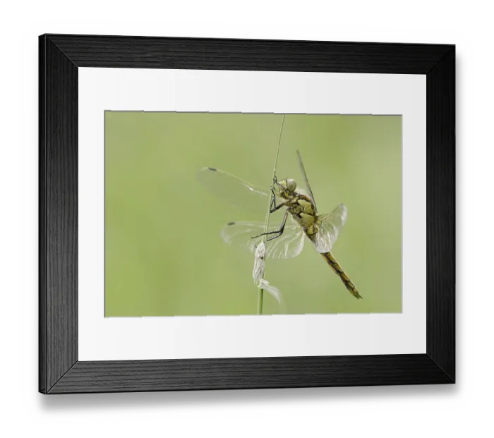 Framed Print : Black-tailed skimmer (Orthetrum cancellatum)