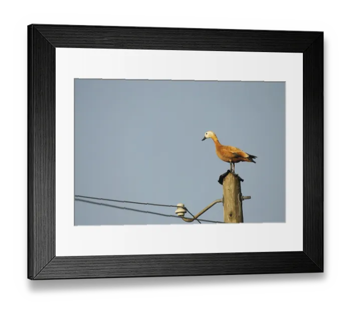 Framed Print : Ruddy shelduck (Tadorna ferruginea) female animal resting on a power pole Framed Print : Ruddy shelduck (Tadorna ferruginea) female animal resting on a power pole