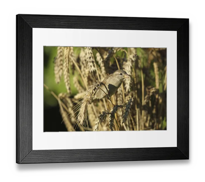 Framed Print : House sparrow (Passer domesticus) female foraging in a wheat field