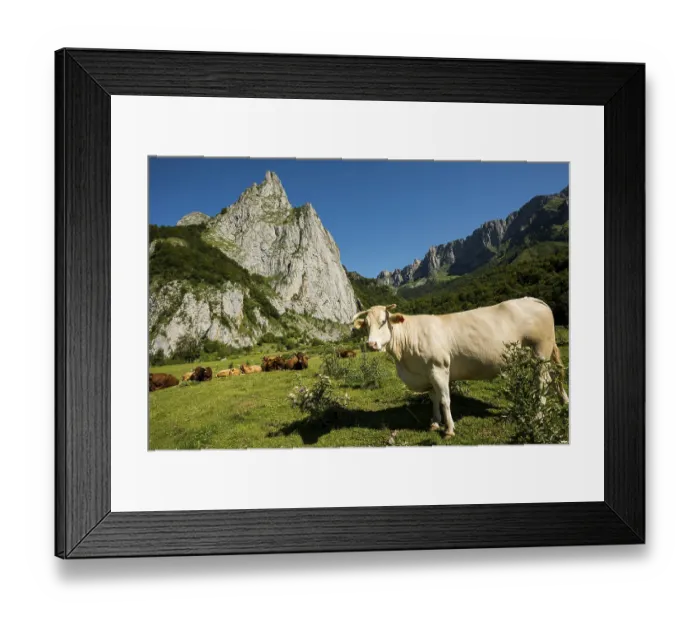Framed Print : Mountain landscape and cows, Lescun Framed Print : Mountain landscape and cows, Lescun