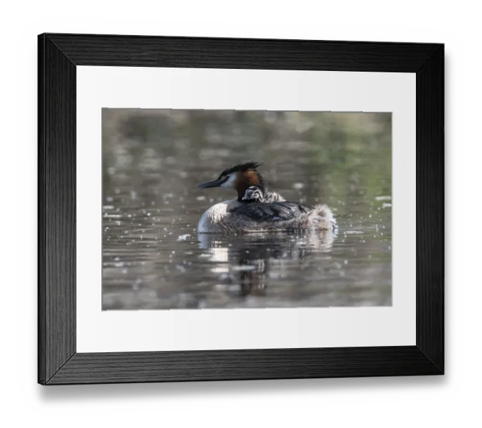 Framed Print : Great Crested Grebe (Podiceps Scalloped ribbonfish) with juveniles