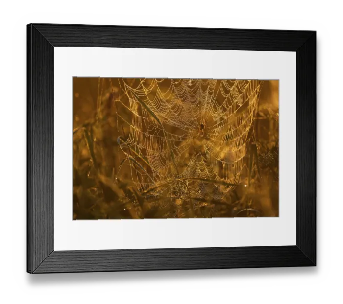 Framed Print : Cross spider (Araneus) sitting in a spider web