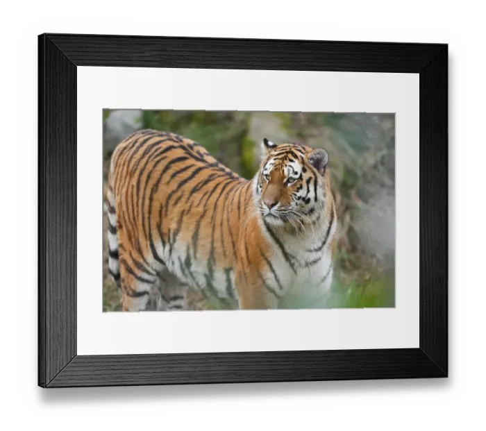 Framed Print : Siberian tiger (Panthera tigris altaica) looks attentively