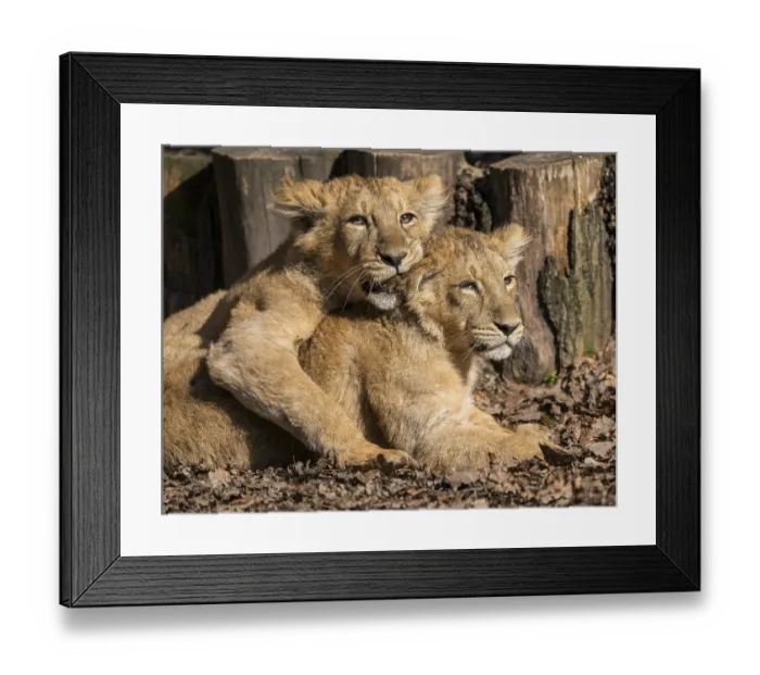 Framed Print : Asiatic Lion (Panthera leo persica) Framed Print : Asiatic Lion (Panthera leo persica)