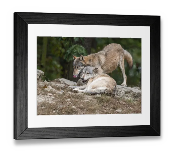 Framed Print : Wolves (Canis lupus) lying and standing on a rock