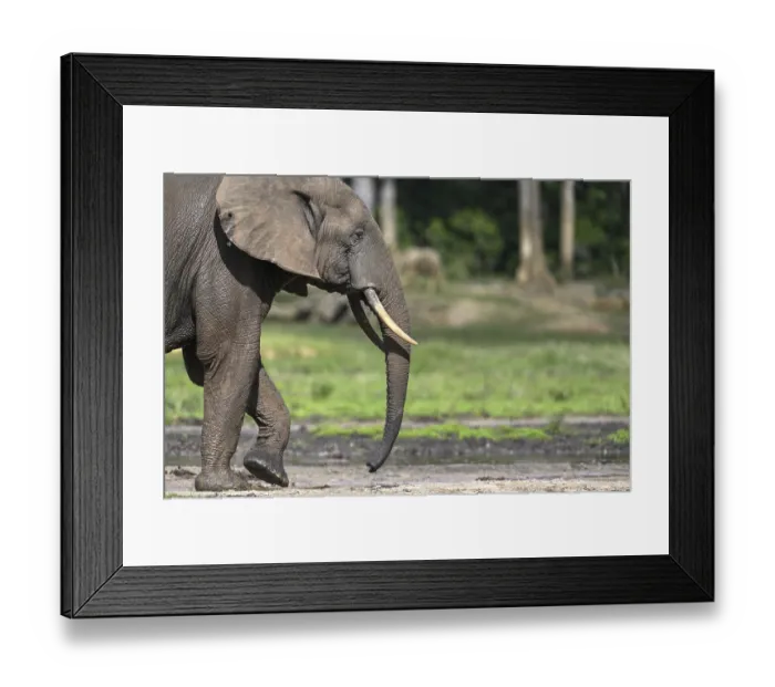 Framed Print : African forest elephant (Loxodonta cyclotis) in the Dzanga Bai forest clearing