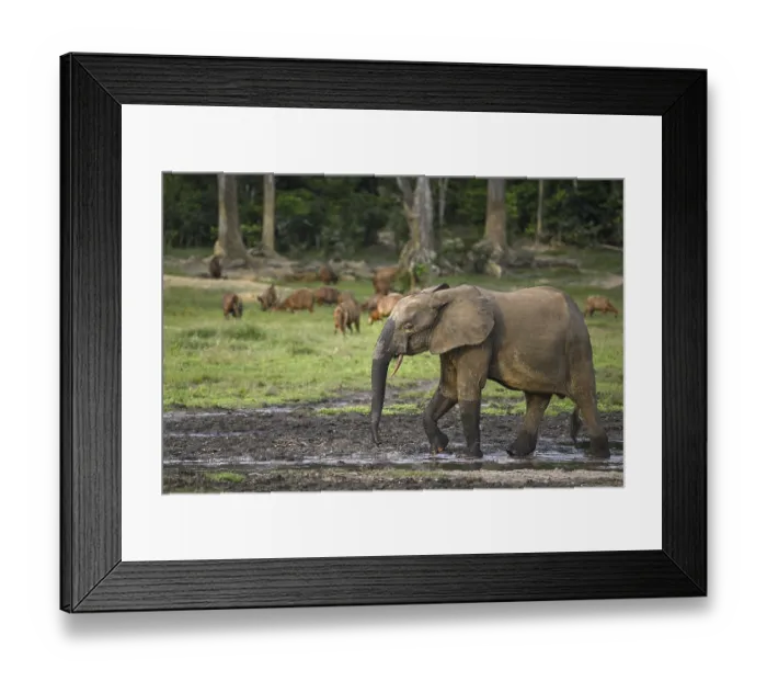 Framed Print : Forest elephant (Loxodonta cyclotis) and bongo antelope (Tragelaphus eurycerus) in the Dzanga Bai forest clearing Framed Print : Forest elephant (Loxodonta cyclotis) and bongo antelope (Tragelaphus eurycerus) in the Dzanga Bai forest clearing
