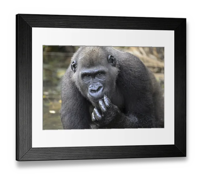 Framed Print : Western lowland gorilla (Gorilla gorilla gorilla) Framed Print : Western lowland gorilla (Gorilla gorilla gorilla)