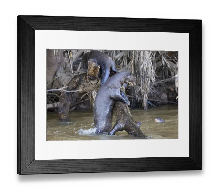 Framed Print : Giant otter (Pteronura brasiliensis) Pantanal Brazil