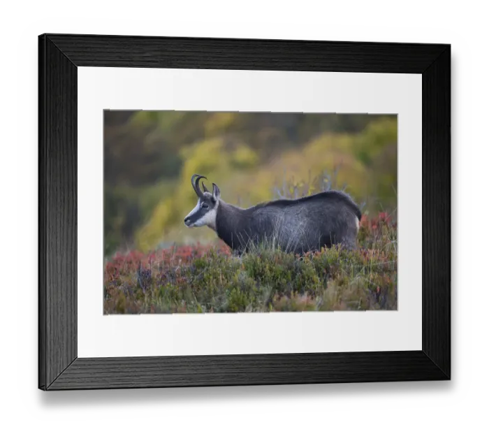 Framed Print : Chamois (Rupicapra rupicapra), Hohneck