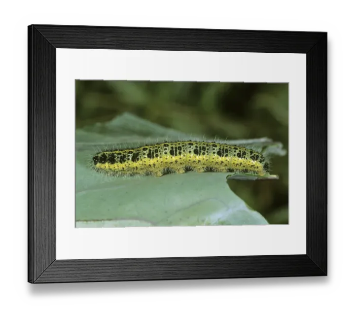 Framed Print : Cabbage Butterfly (Pieris brassicae), caterpillar