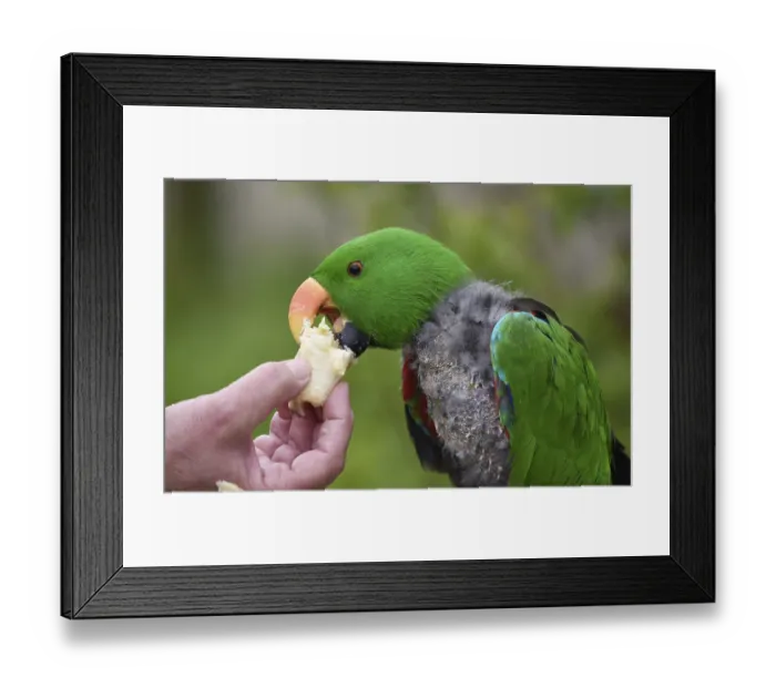 Framed Print : Noble parrot, (Eclectus) in moult Framed Print : Noble parrot, (Eclectus) in moult