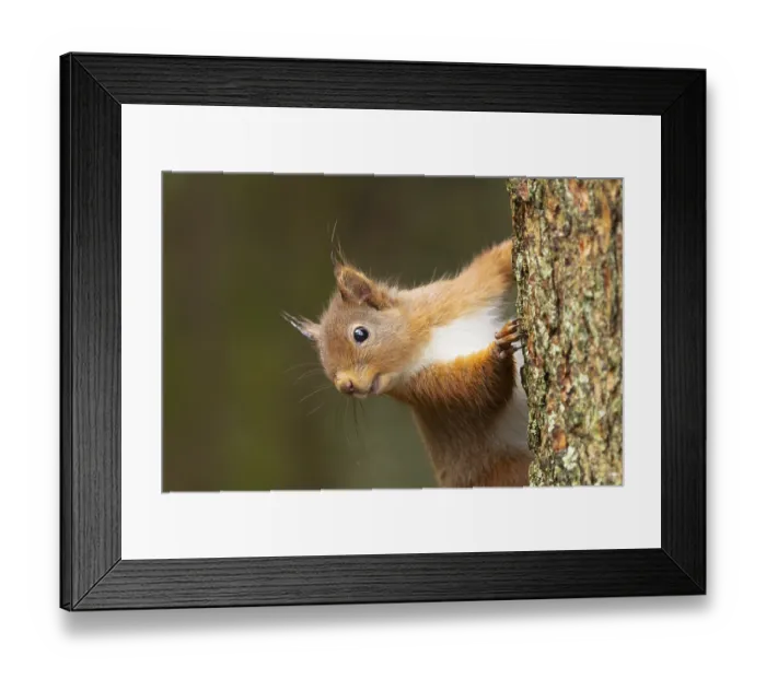 Framed Print : Red squirrel (Sciurus vulgaris) adult animal on a tree trunk