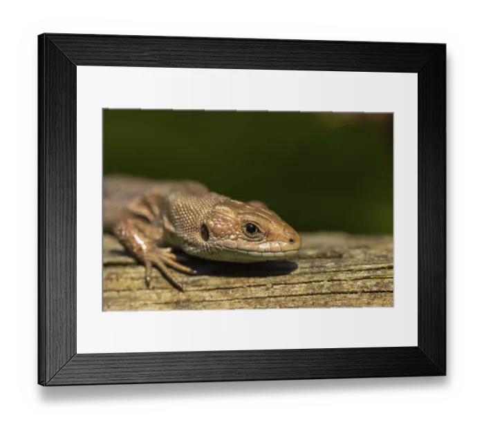 Framed Print : Common lizard (Zootoca vivipara) adult reptile basking on a wooden sleeper