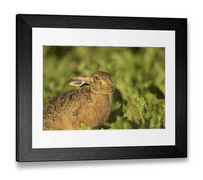 Framed Print : European brown hare (Lepus europaeus) adult animal sticking its tongue out in a farmland sugar beet field