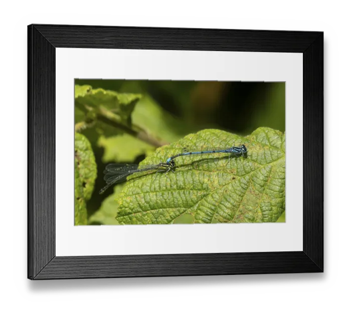 Framed Print : Common blue damselfly (Enallagma cyathigerum) adult male and female insects mating on a plant leaf in the summer Framed Print : Common blue damselfly (Enallagma cyathigerum) adult male and female insects mating on a plant leaf in the summer