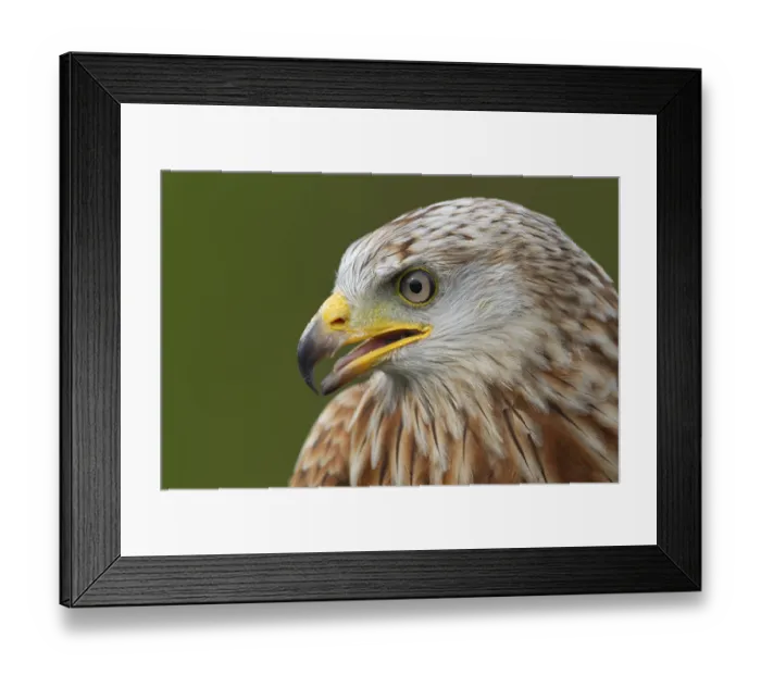 Framed Print : Red kite (Milvus milvus) adult bird of prey head portrait