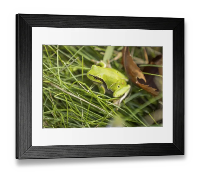 Framed Print : European tree frog (Hyla arborea) between grass and leaves