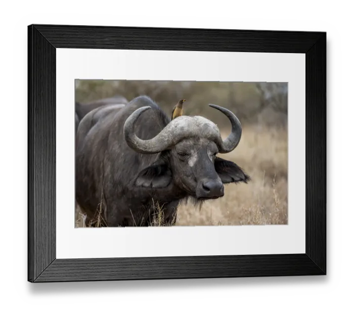 Framed Print : African buffalo (Syncerus caffer caffer) with yellowbill oxpecker (Buphagus africanus) Framed Print : African buffalo (Syncerus caffer caffer) with yellowbill oxpecker (Buphagus africanus)