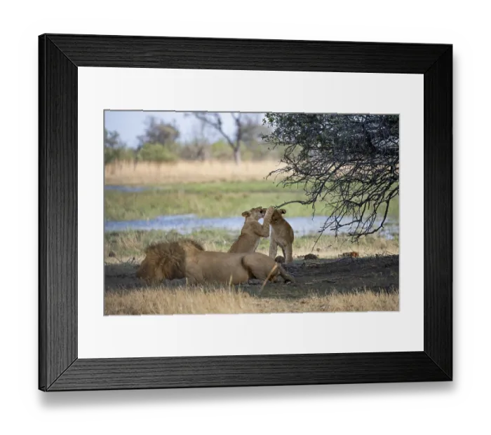 Framed Print : Lion (Panthera leo), animal family