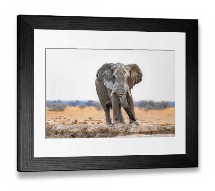 Framed Print : African elephant (Loxodonta africana)
