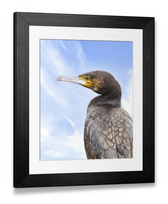 Framed Print : Cormorant (Phalacrocorax carbo)