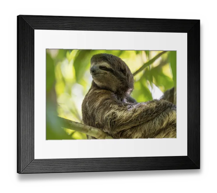 Framed Print : Brown-throated sloth (Bradypus variegatus) in a tree