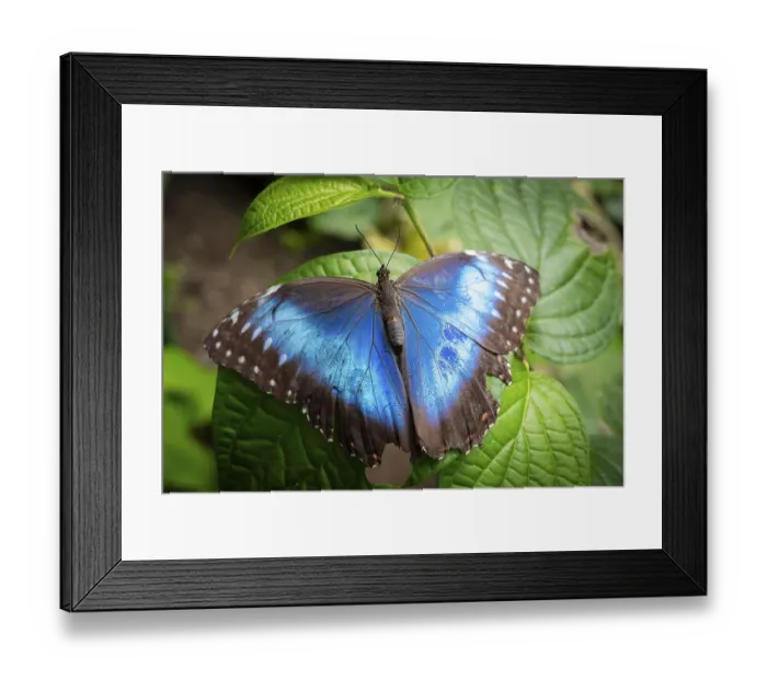 Framed Print : Morpho helenor, blue morpho butterfly sitting on a leaf Framed Print : Morpho helenor, blue morpho butterfly sitting on a leaf