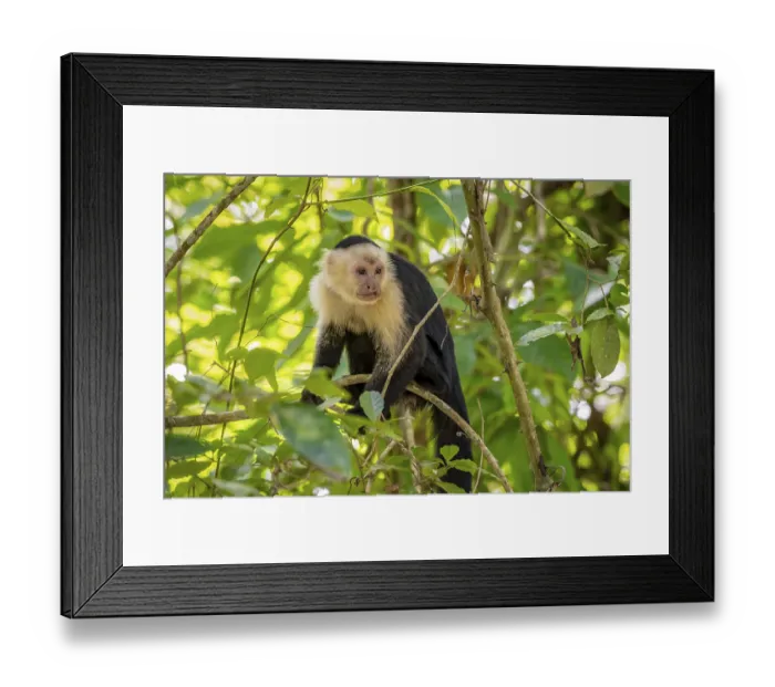 Framed Print : Panama capuchin monkey (Cebus imitator) in a tree