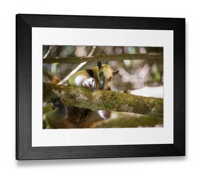 Framed Print : Northern tamandua (Tamandua mexicana)