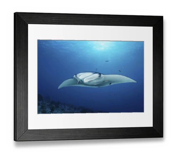 Framed Print : Reef manta ray (Manta alfredi) from front Framed Print : Reef manta ray (Manta alfredi) from front
