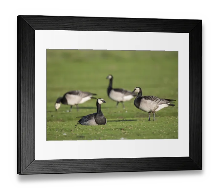 Framed Print : Grazing barnacle geese or barnacle geese (Branta leucopsis) Framed Print : Grazing barnacle geese or barnacle geese (Branta leucopsis)