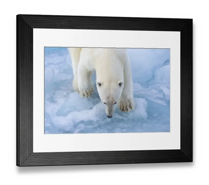 Framed Print : Polar bear (Ursus maritimus) on the pack ice at 82 degrees north Framed Print : Polar bear (Ursus maritimus) on the pack ice at 82 degrees north