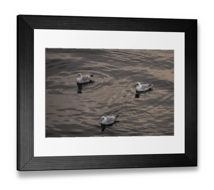 Framed Print : Northern fulmars (Fulmaris glacialis) swimming on the sea