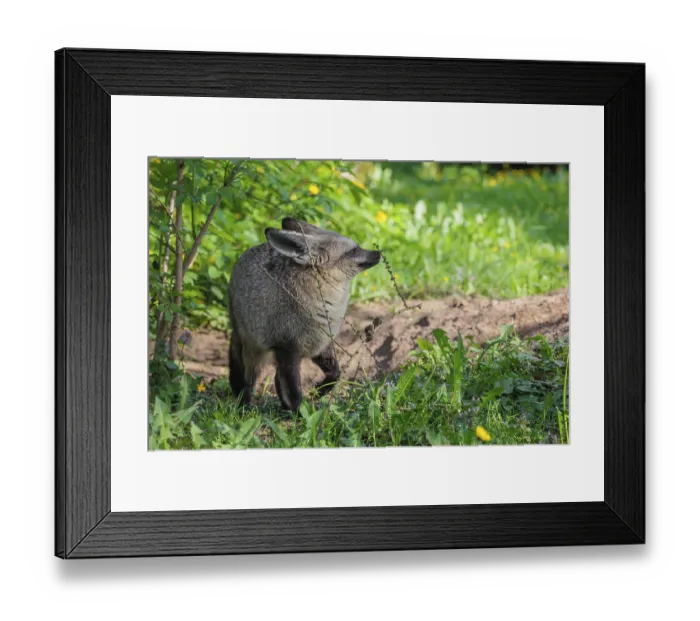 Framed Print : A Bat-eared fox (Otocyon megalotis) stands next to a sandy place in a green meadow on a sunny day Framed Print : A Bat-eared fox (Otocyon megalotis) stands next to a sandy place in a green meadow on a sunny day