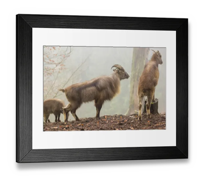 Framed Print : A male and a female Himalayan Tahr (Hemitragus jemlahicus) stand in the forest on a foggy day Framed Print : A male and a female Himalayan Tahr (Hemitragus jemlahicus) stand in the forest on a foggy day