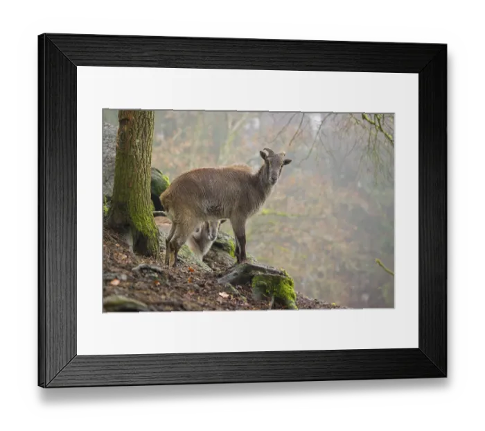 Framed Print : A female Himalayan Tahr (Hemitragus jemlahicus) stands in the forest on a foggy day