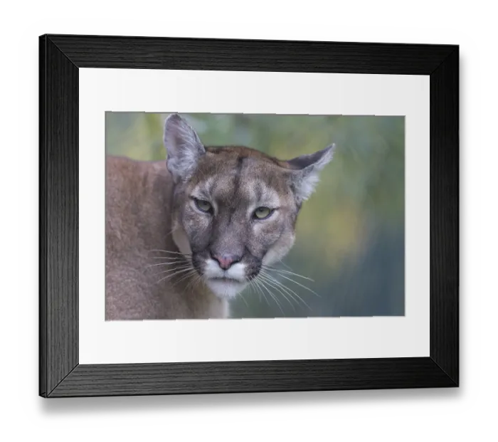 Framed Print : One male cougar, Puma concolor, frontal portrait