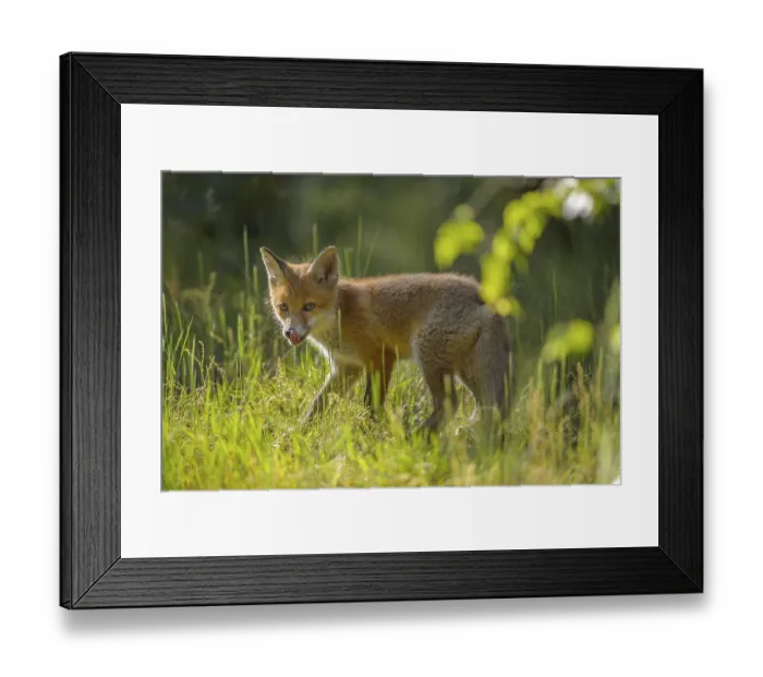 Framed Print : Red fox (Vulpes vulpes), young fox standing in a meadow and looking curiously Framed Print : Red fox (Vulpes vulpes), young fox standing in a meadow and looking curiously