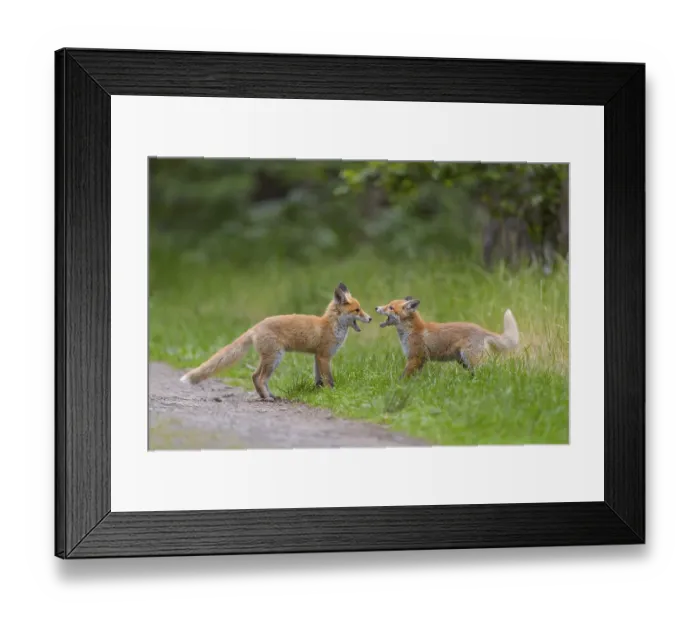 Framed Print : Red fox (Vulpes vulpes), two young foxes playing and practising fighting with each other