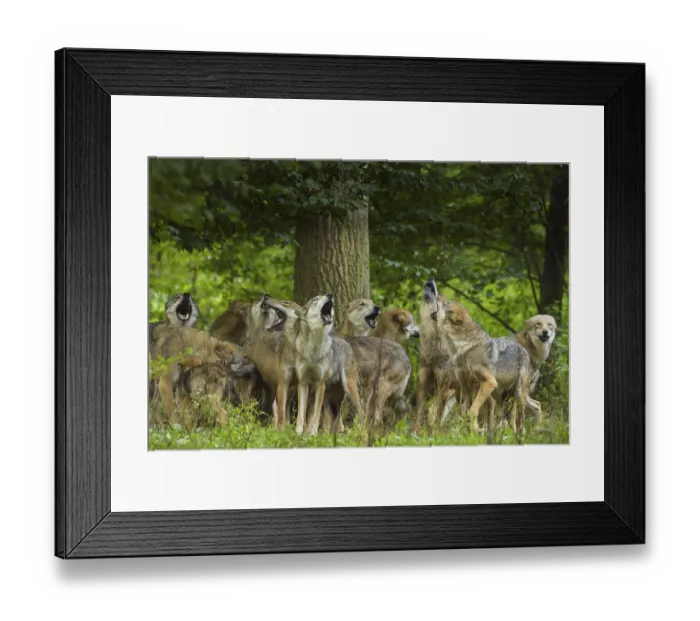 Framed Print : Wolf (Canis lupus), wolf pack standing and howling in a green forest area