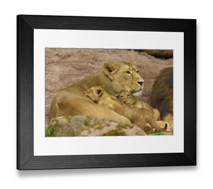 Framed Print : Lioness lies with her cubs between rocks and conveys security and peace Framed Print : Lioness lies with her cubs between rocks and conveys security and peace