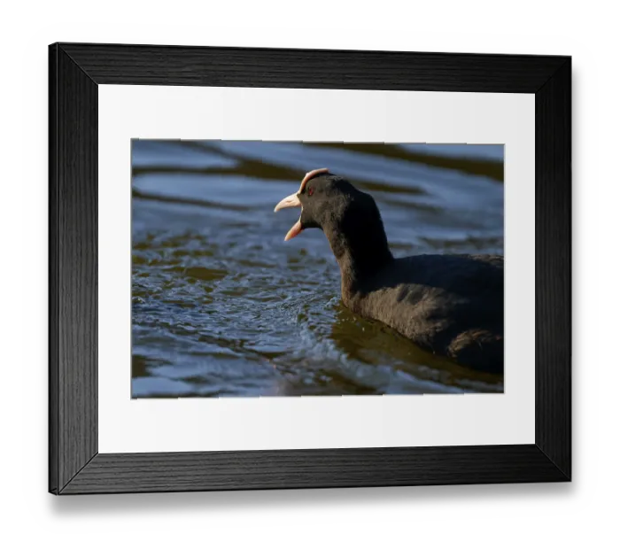 Framed Print : Eurasian Coot (Fulica atra), swimming on wavy water with open beak Framed Print : Eurasian Coot (Fulica atra), swimming on wavy water with open beak