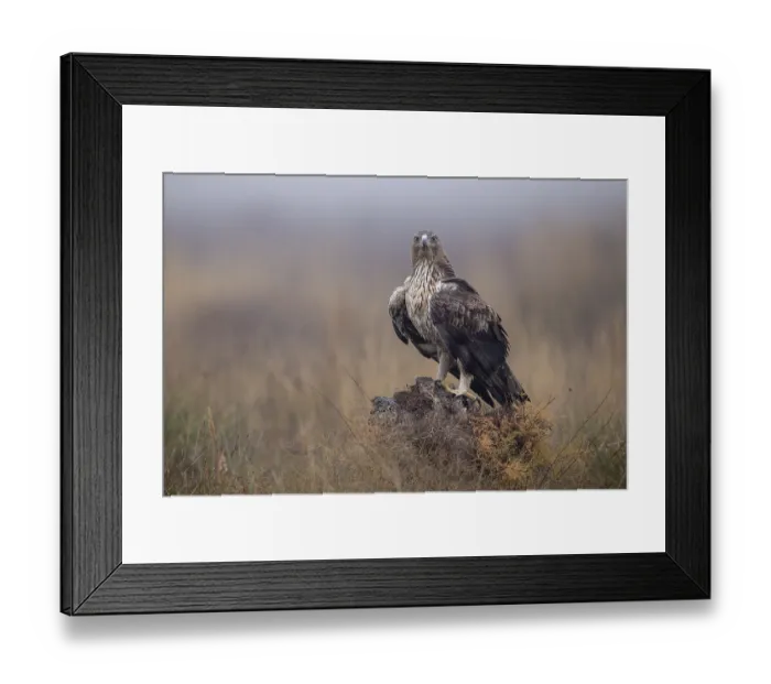 Framed Print : Bonelli's eagle (Aquila fasciata)