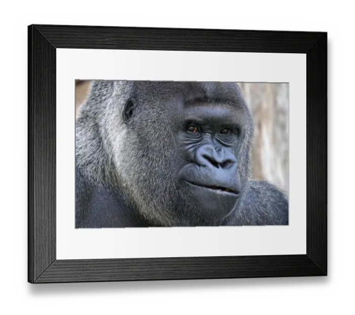 Framed Print : Western western gorilla (Gorilla gorilla) silverback