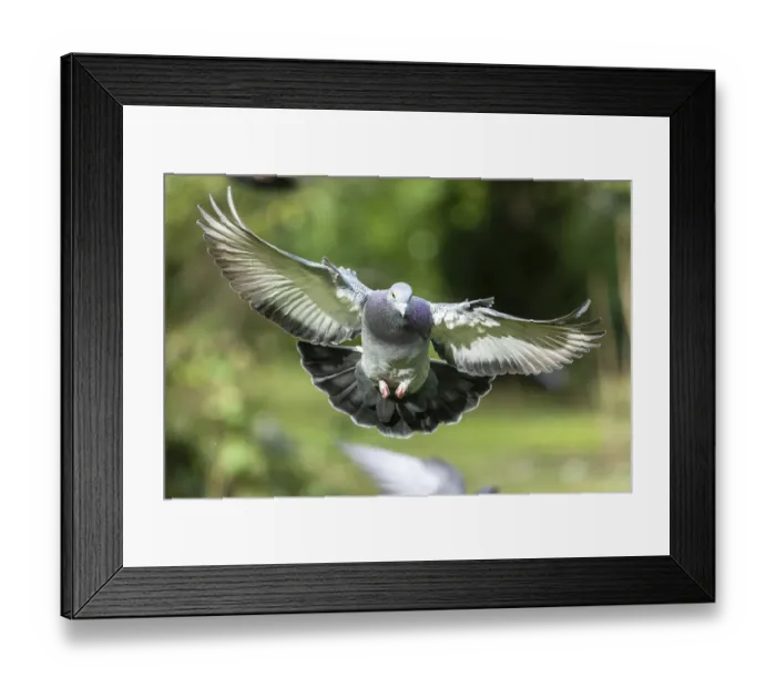 Framed Print : City dove (Columba livia forma domestica) in flight