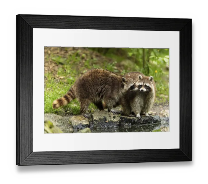Framed Print : Two raccoons (Procyon lotor) Framed Print : Two raccoons (Procyon lotor)