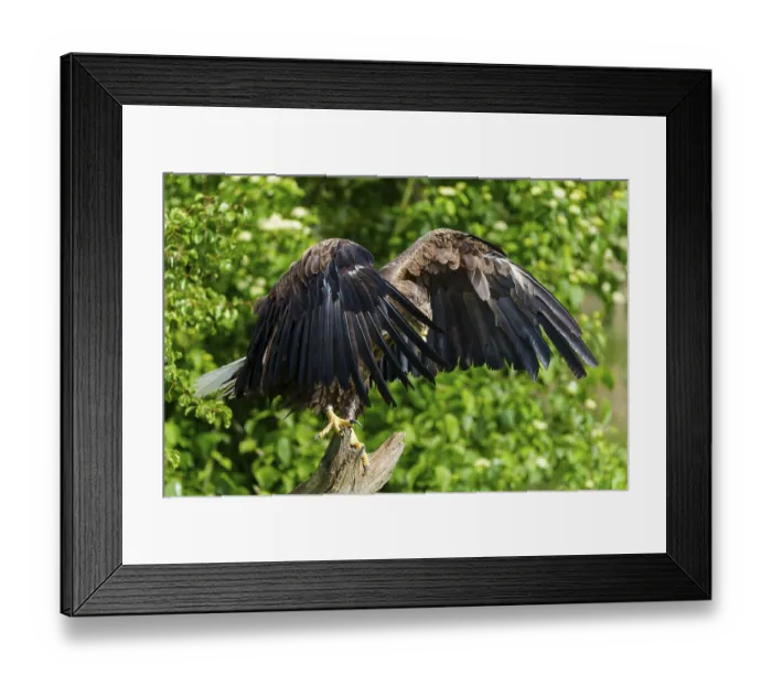 Framed Print : An eagle stands with its wings spread Framed Print : An eagle stands with its wings spread